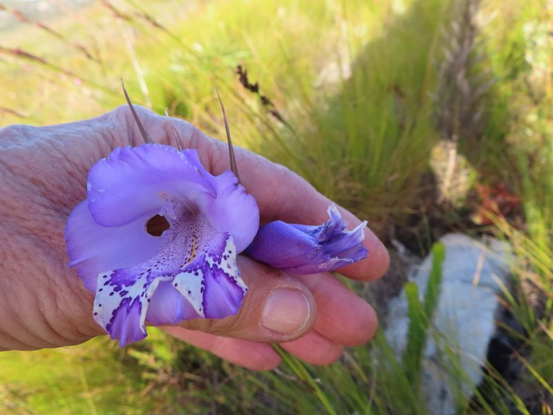 Gladiolus bullatus, photographed by linkie