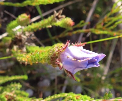 Roella ciliata, photographed by linkie