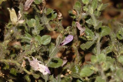 Brillantaisia pubescens, photographed by i_c_riddell
