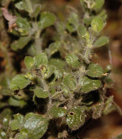 Brillantaisia pubescens, photographed by i_c_riddell