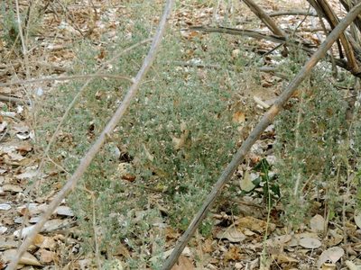 Brillantaisia pubescens, photographed by i_c_riddell