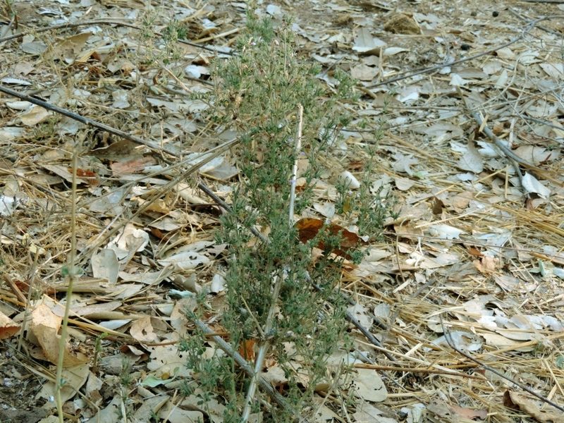 Brillantaisia pubescens, photographed by i_c_riddell