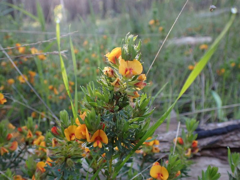 Pultenaea humilis, photographed by Nina Kerr