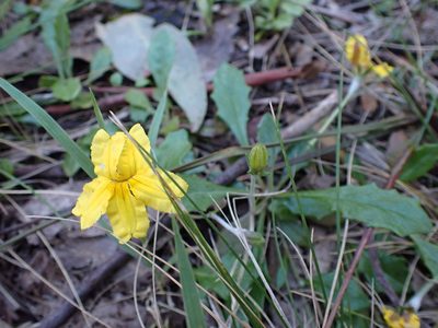 Goodenia lanata, photographed by Nina Kerr