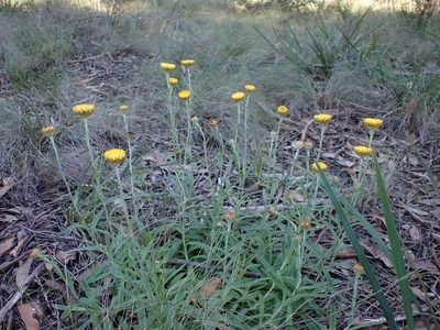 Coronidium scorpioides, photographed by Nina Kerr