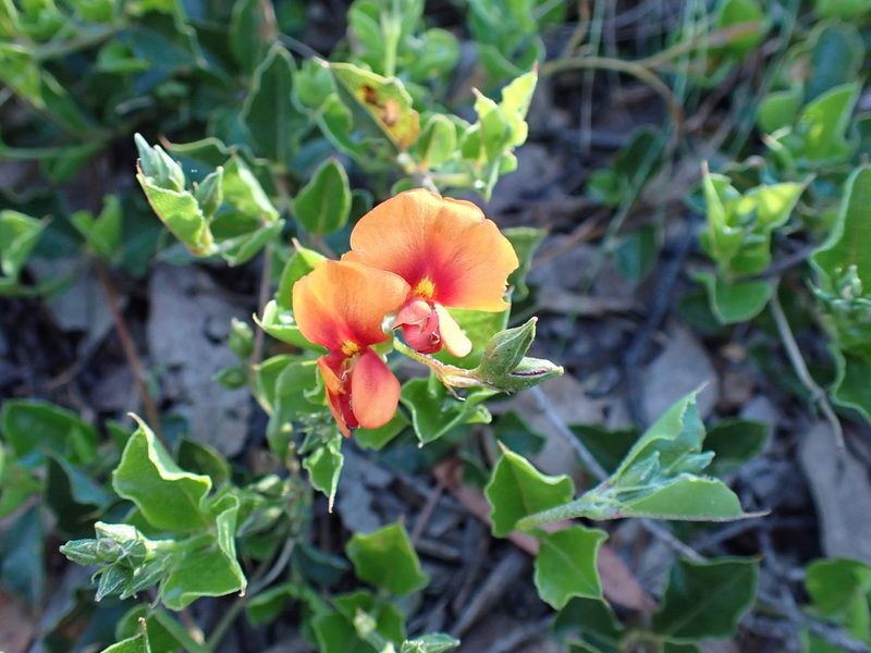 Podolobium procumbens, photographed by Nina Kerr