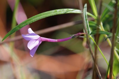 Phlox carolina, photographed by Lauren McLaurin