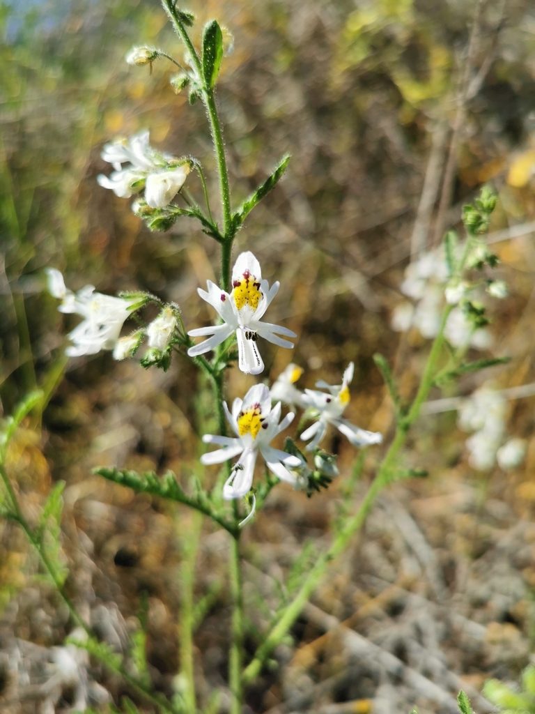 Schizanthus pinnatus, photographed by Jorge Herreros de Lartundo