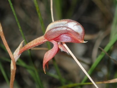 Pterostylis rufa, photographed by Thomas Mesaglio
