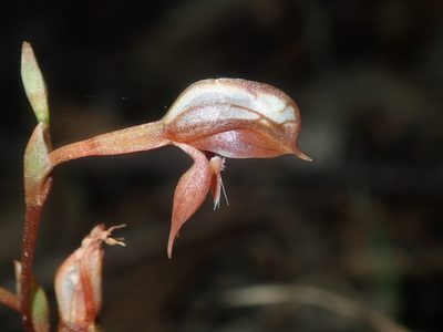 Pterostylis rufa, photographed by Thomas Mesaglio