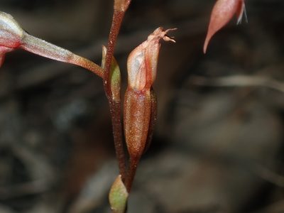 Pterostylis rufa, photographed by Thomas Mesaglio