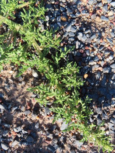 Dysphania multifida, photographed by linkie