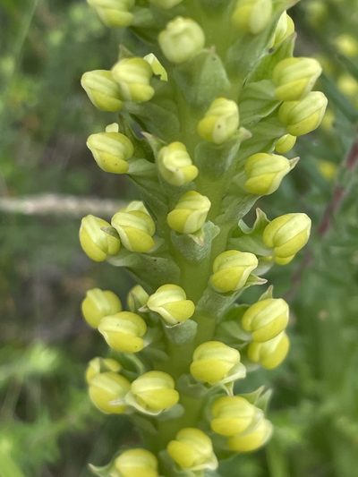 Corycium bicolorum, photographed by Sean Privett