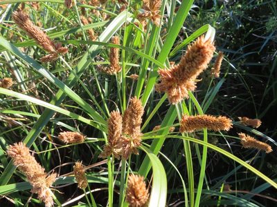 Cyperus thunbergii, photographed by linkie