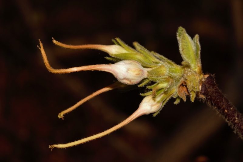 Strophanthus kombe, photographed by i_c_riddell