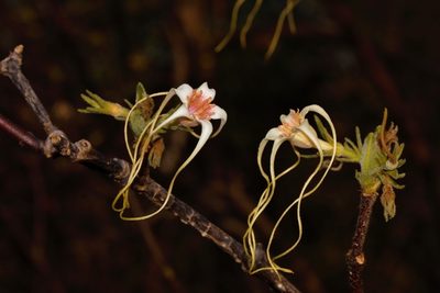 Strophanthus kombe, photographed by i_c_riddell