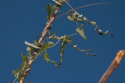 Aristolochia albida, photographed by i_c_riddell