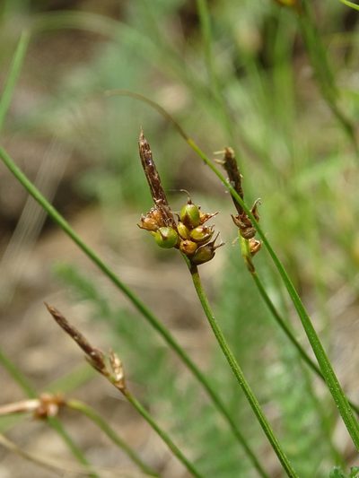 Carex supina, photographed by Grzegorz Grzejszczak