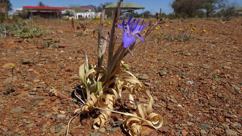 Moraea pritzeliana, photographed by Paul Emms