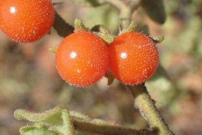 Solanum tomentosum, photographed by Di Turner