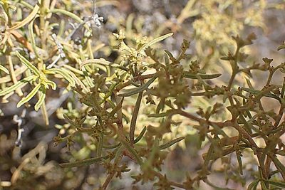Aizoon africanum, photographed by Di Turner