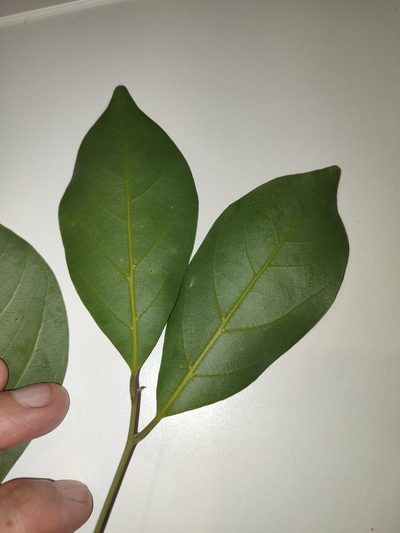 Endiandra discolor, photographed by Tony van Kampen