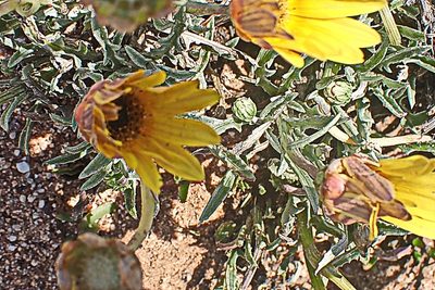Arctotis lanceolata, photographed by Di Turner