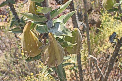 Gomphocarpus cancellatus, photographed by Di Turner