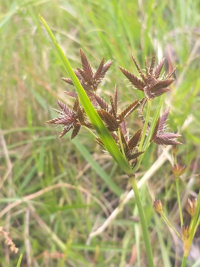 Cyperus nitidus, photographed by kevin koen