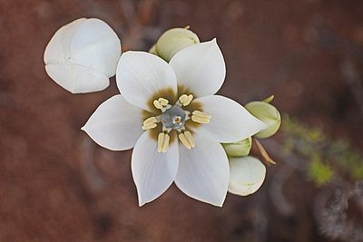 Eliokarmos dubius, photographed by Di Turner