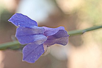 Lobelia linearis, photographed by Di Turner