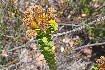 Oedera squarrosa, photographed by Di Turner
