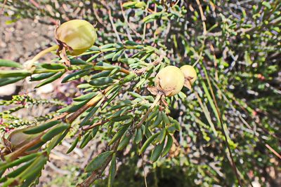 Roepera fulva, photographed by Di Turner