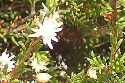 Felicia filifolia, photographed by Di Turner