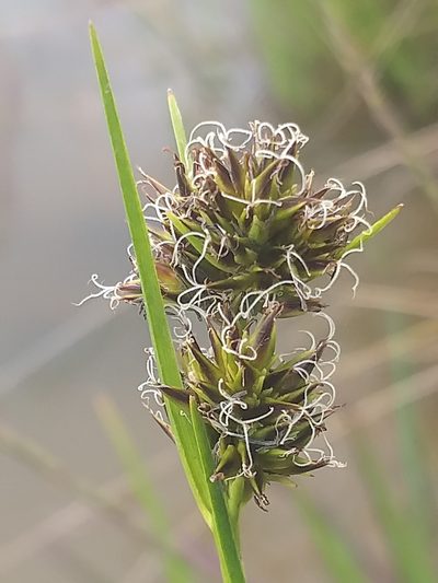 Cyperus durus, photographed by kevin koen