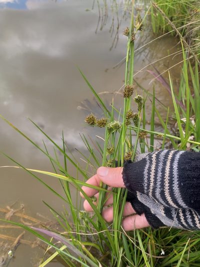 Cyperus durus, photographed by kevin koen