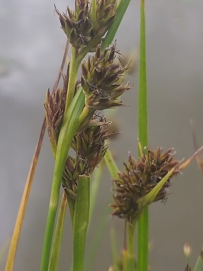 Cyperus durus, photographed by kevin koen