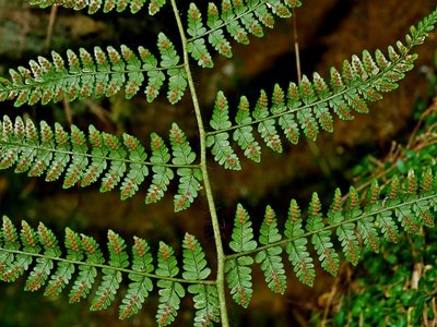 Dryopteris squamiseta, photographed by Jacy Chen