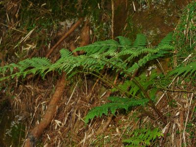 Dryopteris squamiseta, photographed by Jacy Chen