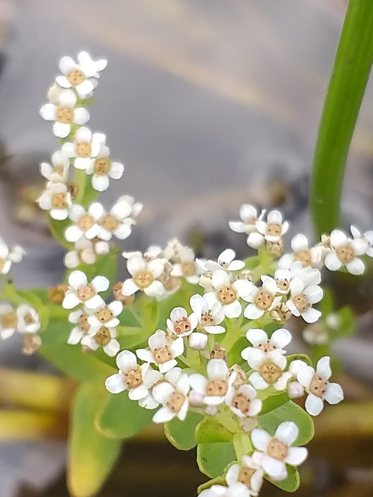 Crassula inanis, photographed by kevin koen
