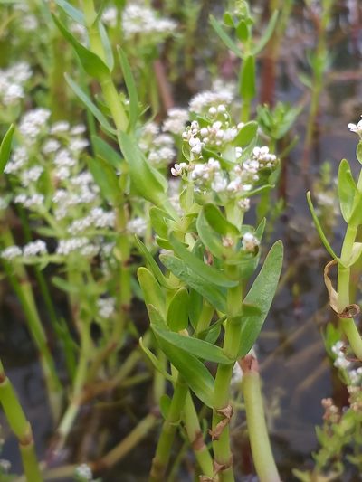 Crassula inanis, photographed by kevin koen