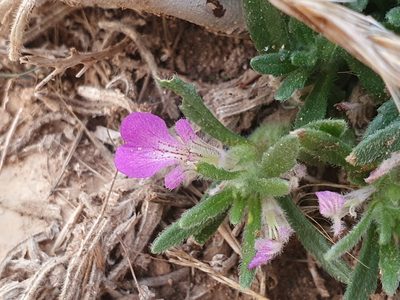 Ajuga iva, photographed by Mehdi Chetibi