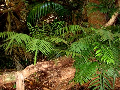 Asplenium haurakiense, photographed by Peter de Lange