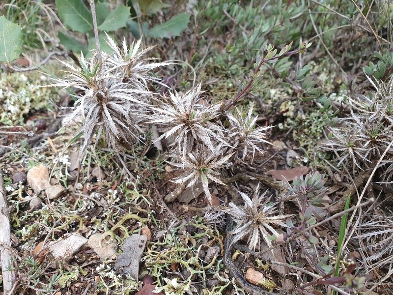 Atractylis caespitosa, photographed by Mehdi Chetibi