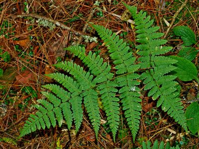 Dryopteris squamiseta, photographed by Jacy Chen