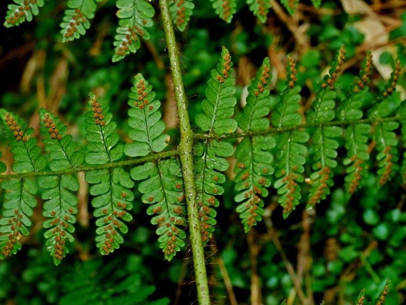 Dryopteris squamiseta, photographed by Jacy Chen