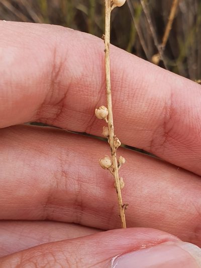 Anarrhinum fruticosum, photographed by Mehdi Chetibi