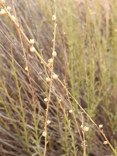 Anarrhinum fruticosum, photographed by Mehdi Chetibi