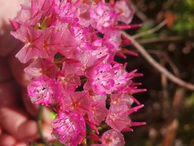 Limonium peregrinum, photographed by leandra-k_89