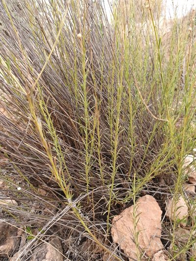 Anarrhinum fruticosum, photographed by Mehdi Chetibi
